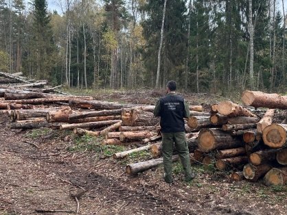 Региональным СКР организована процессуальная проверка по сообщению о незаконной вырубке деревьев в Заокском районе